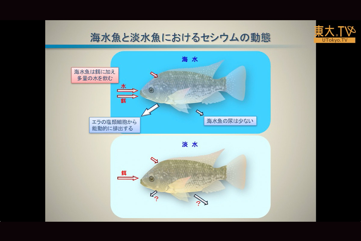 海水魚におけるセシウムの取込みと排出