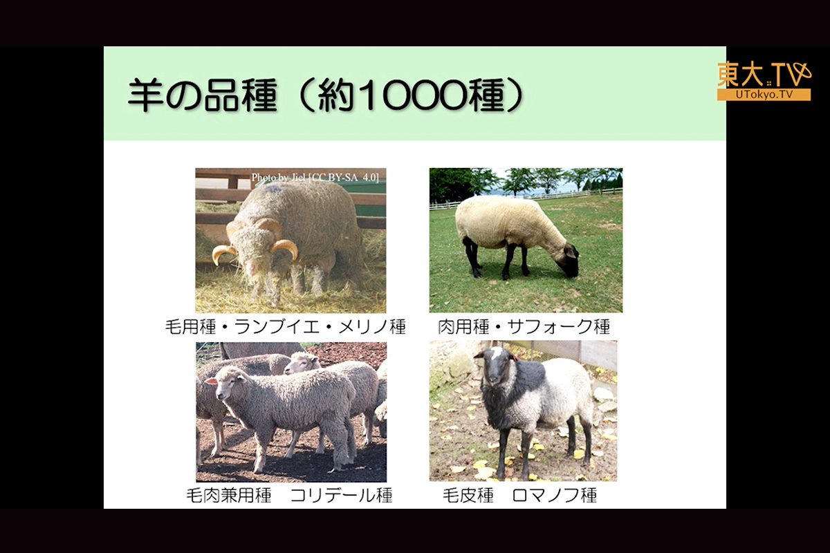福島県白河周辺で約1年半飼育された羊における放射性セシウムレベル